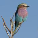 Lilac-breasted Roller.jpg